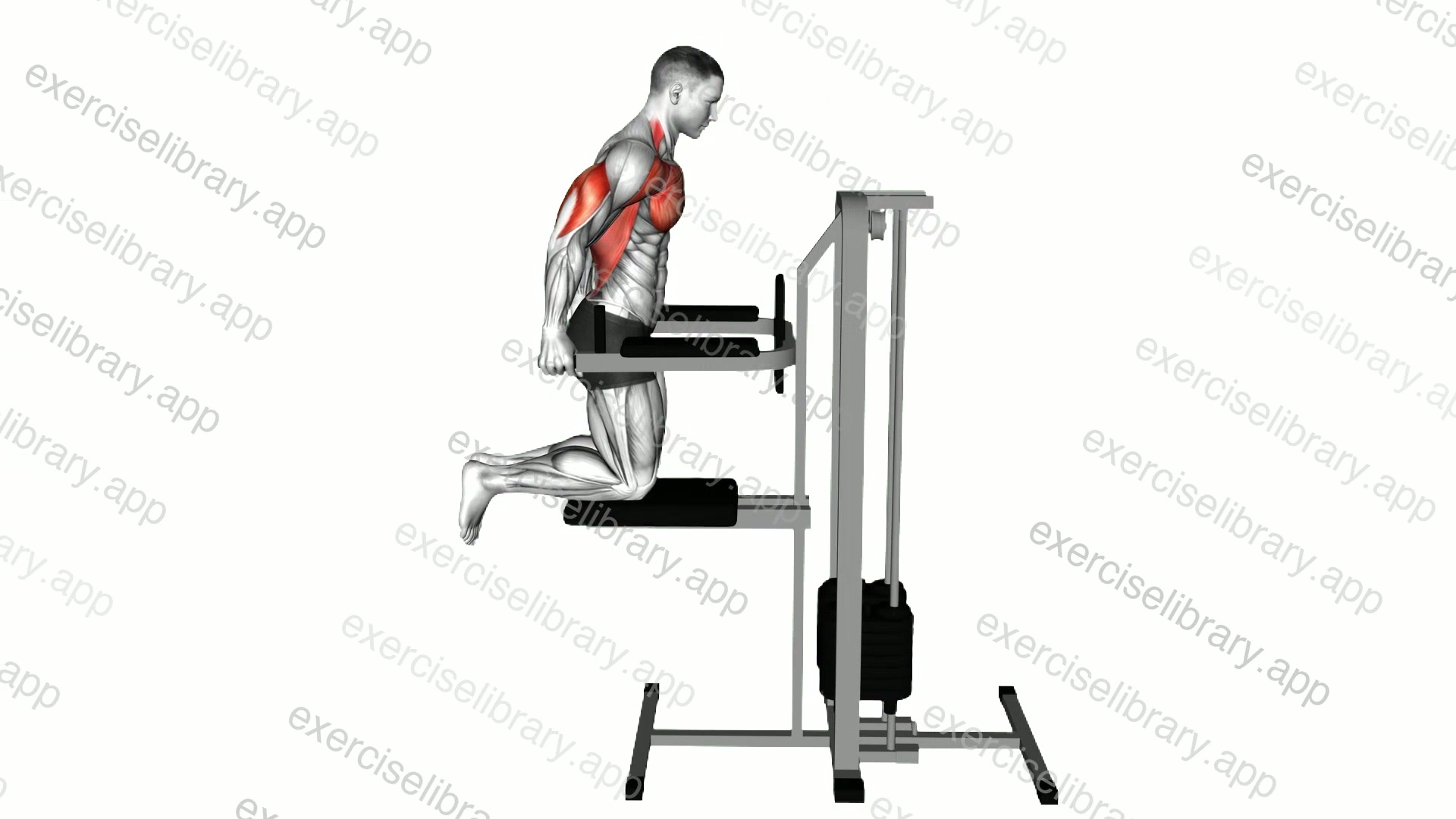 Assisted Chest Dip demonstration