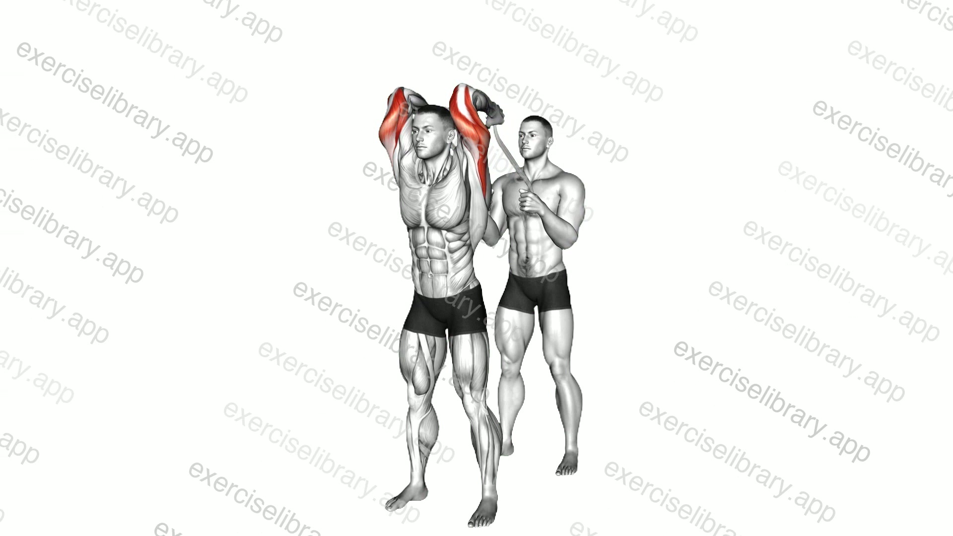 Assisted Standing Triceps Extension demonstration
