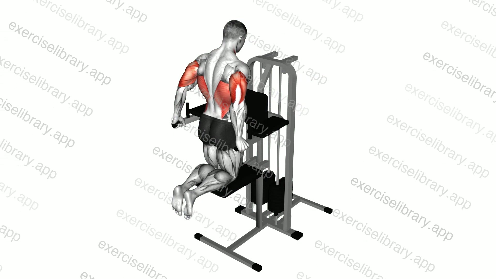 Assisted Triceps Dip demonstration
