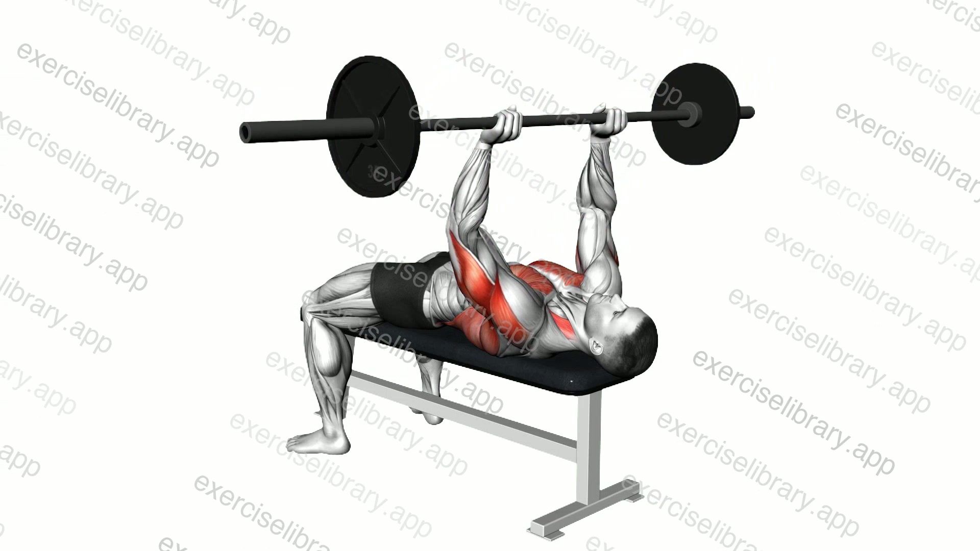 Barbell Pullover To Press demonstration