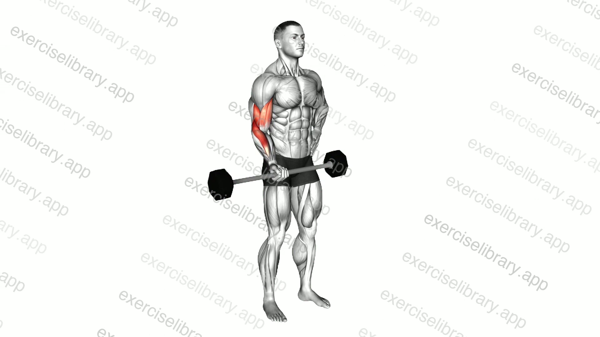 Barbell Alternate Biceps Curl demonstration