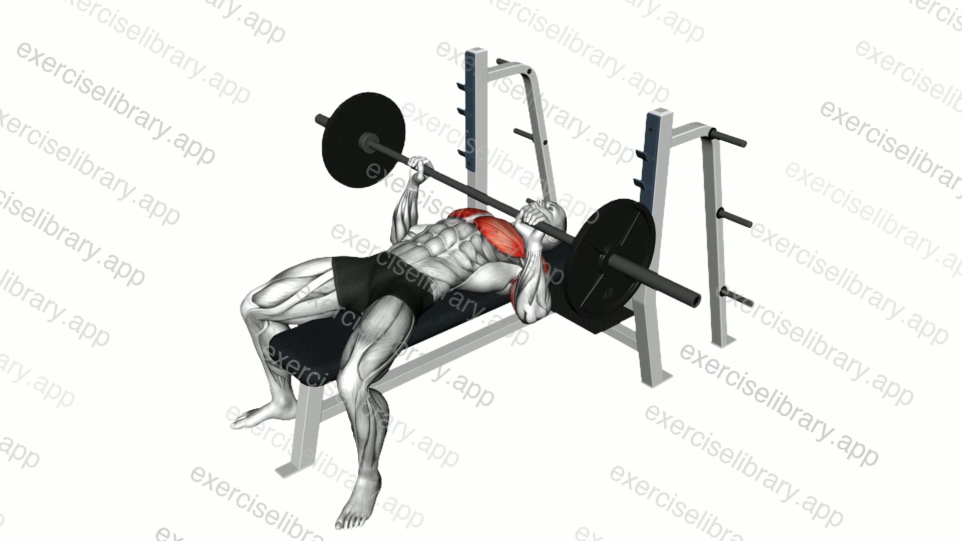 Barbell Bench Press demonstration