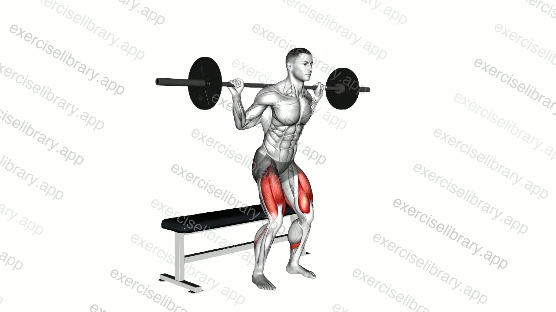 Barbell Bench Squat demonstration