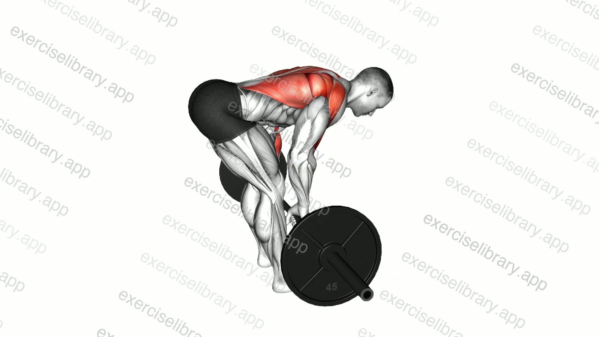 Barbell Bent Over Row demonstration
