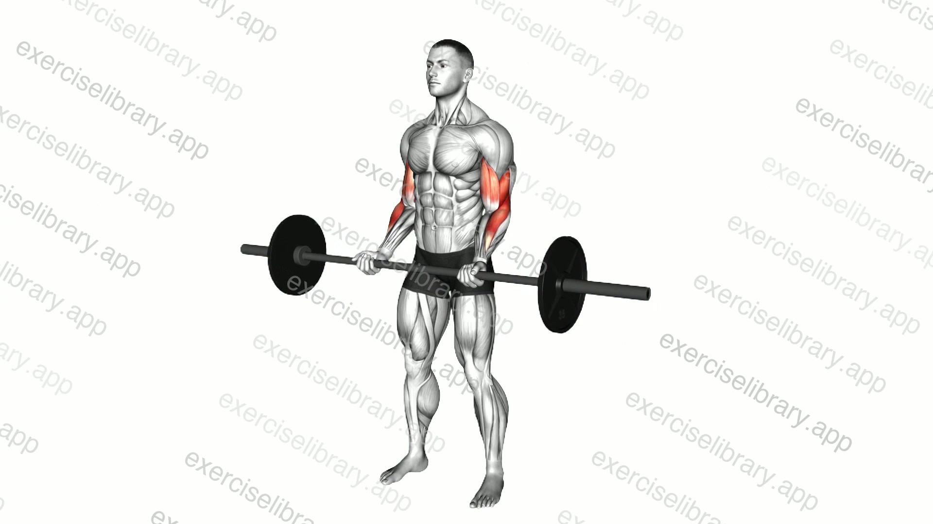 Barbell Curl demonstration