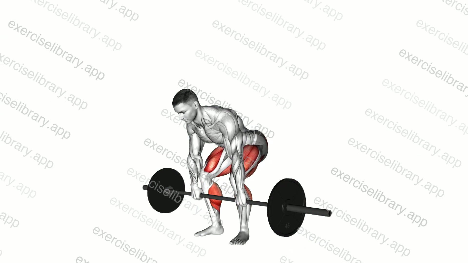 Barbell Deadlift demonstration