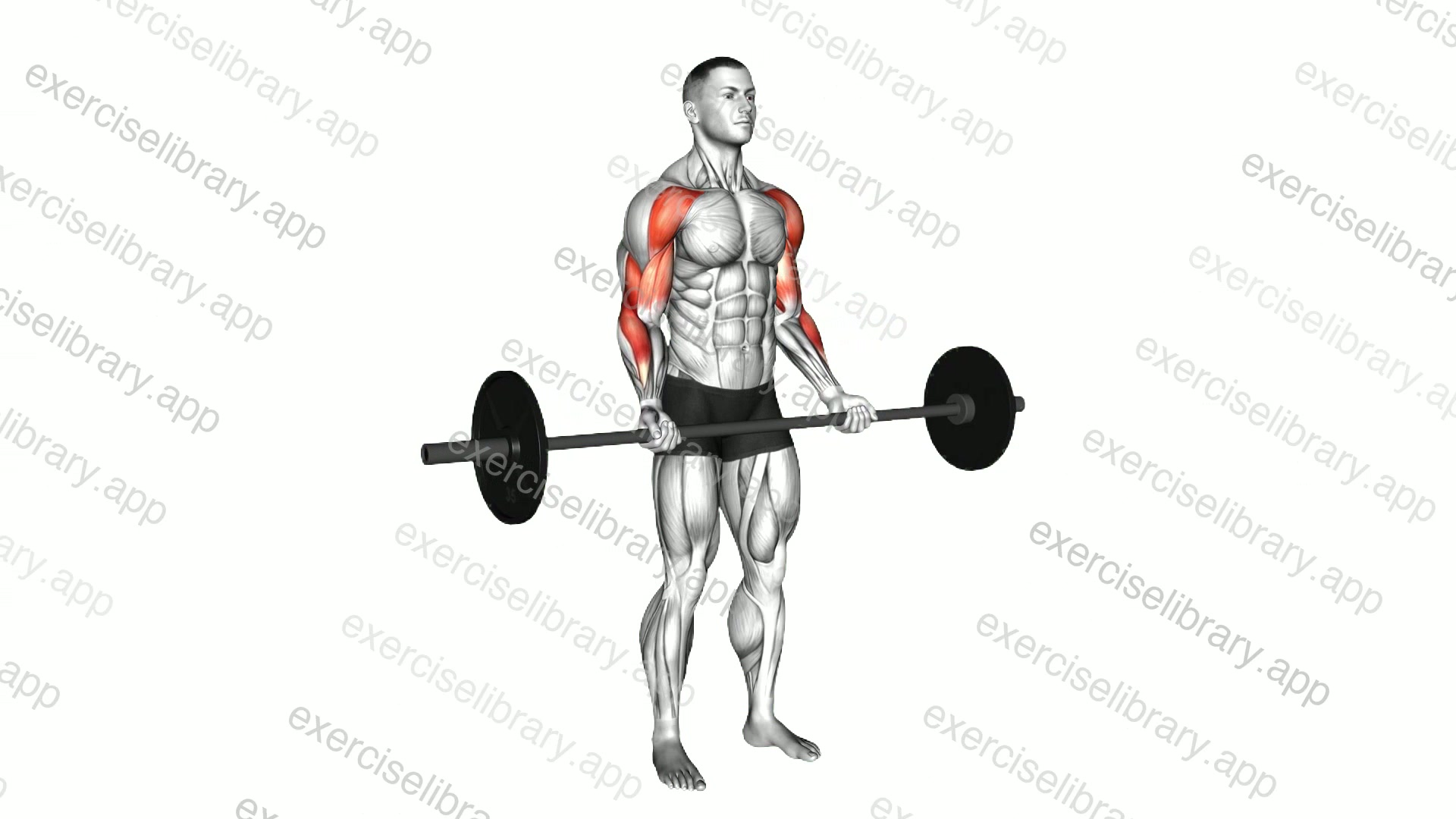 Barbell Drag Curl demonstration