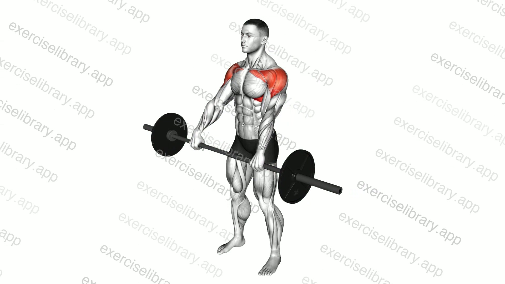 Barbell Front Raise demonstration