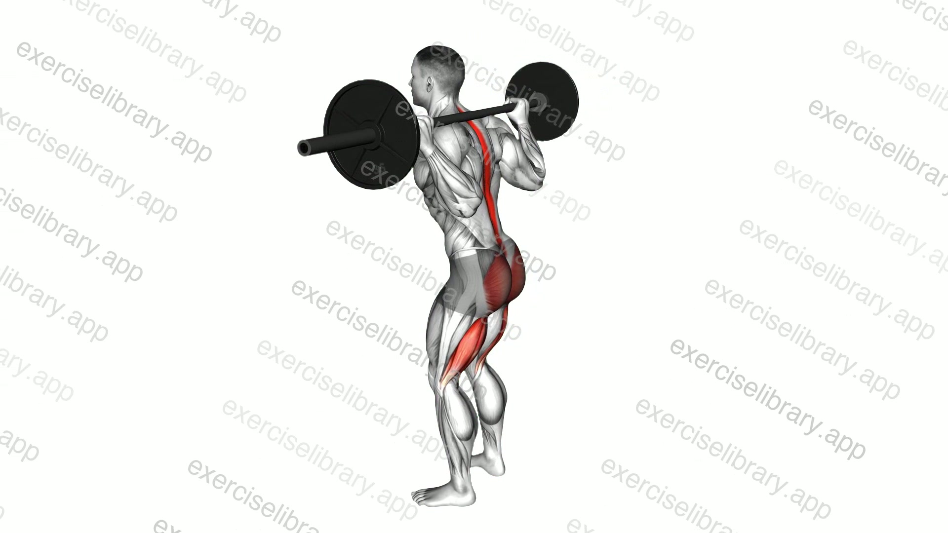 Barbell Good Morning demonstration