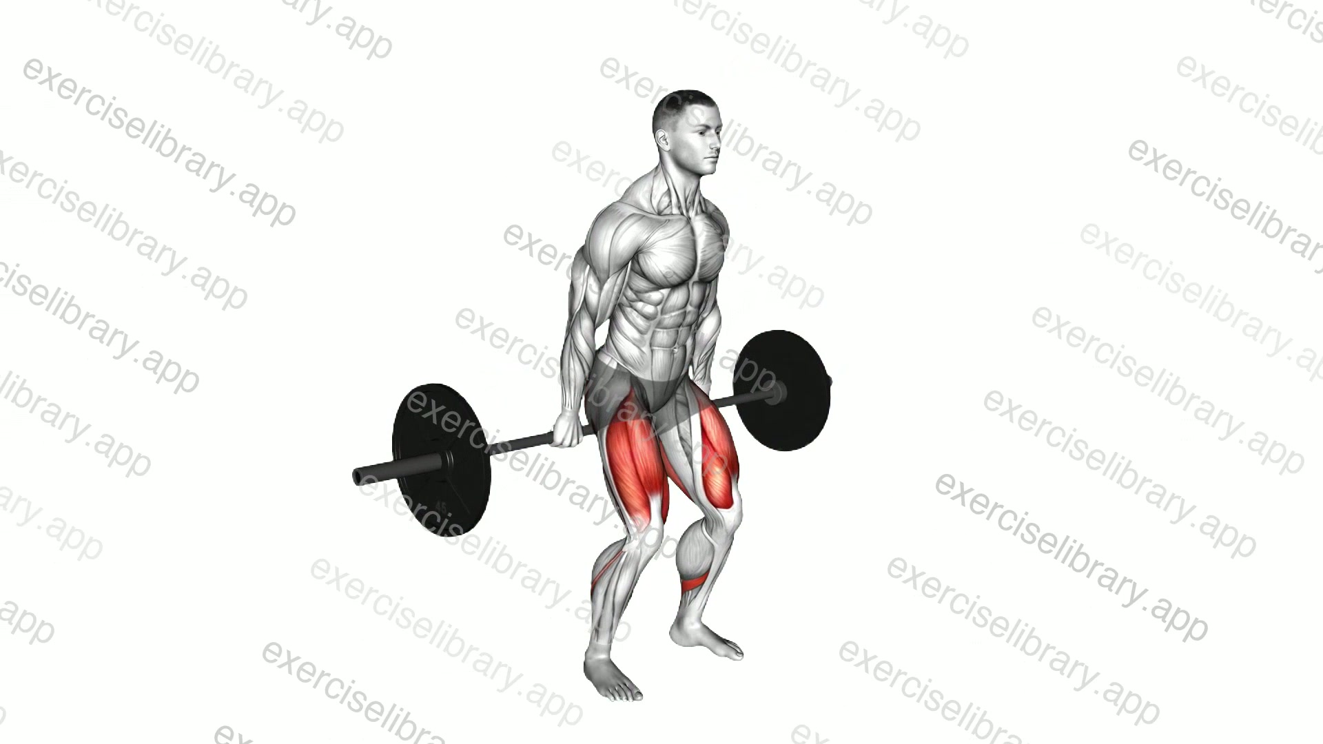 Barbell Hack Squat demonstration