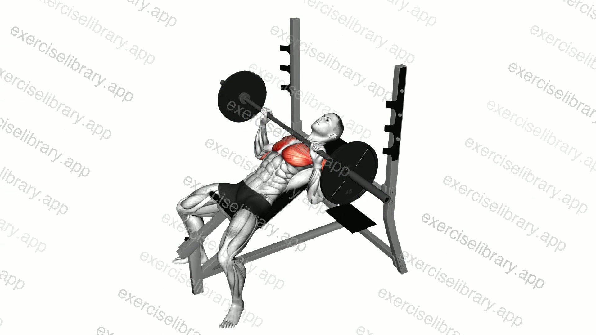 Barbell Incline Bench Press demonstration
