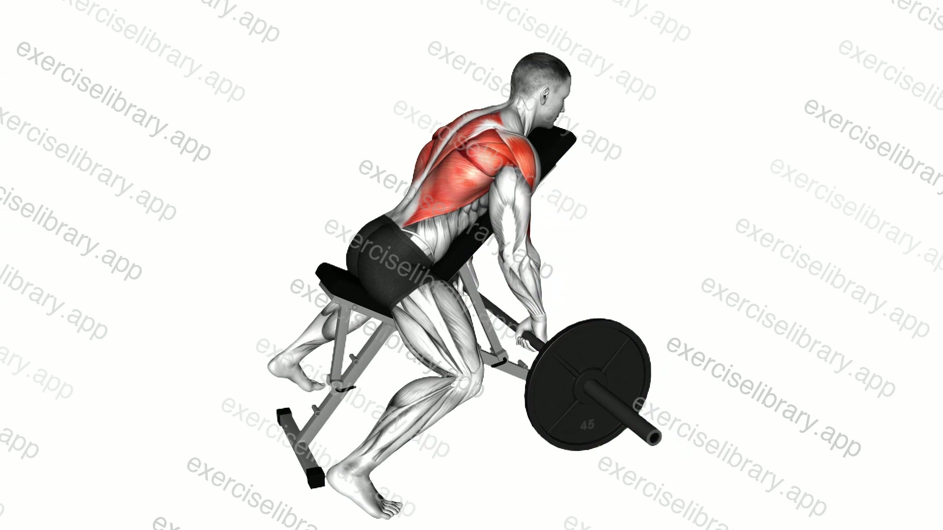 Barbell Incline Row demonstration