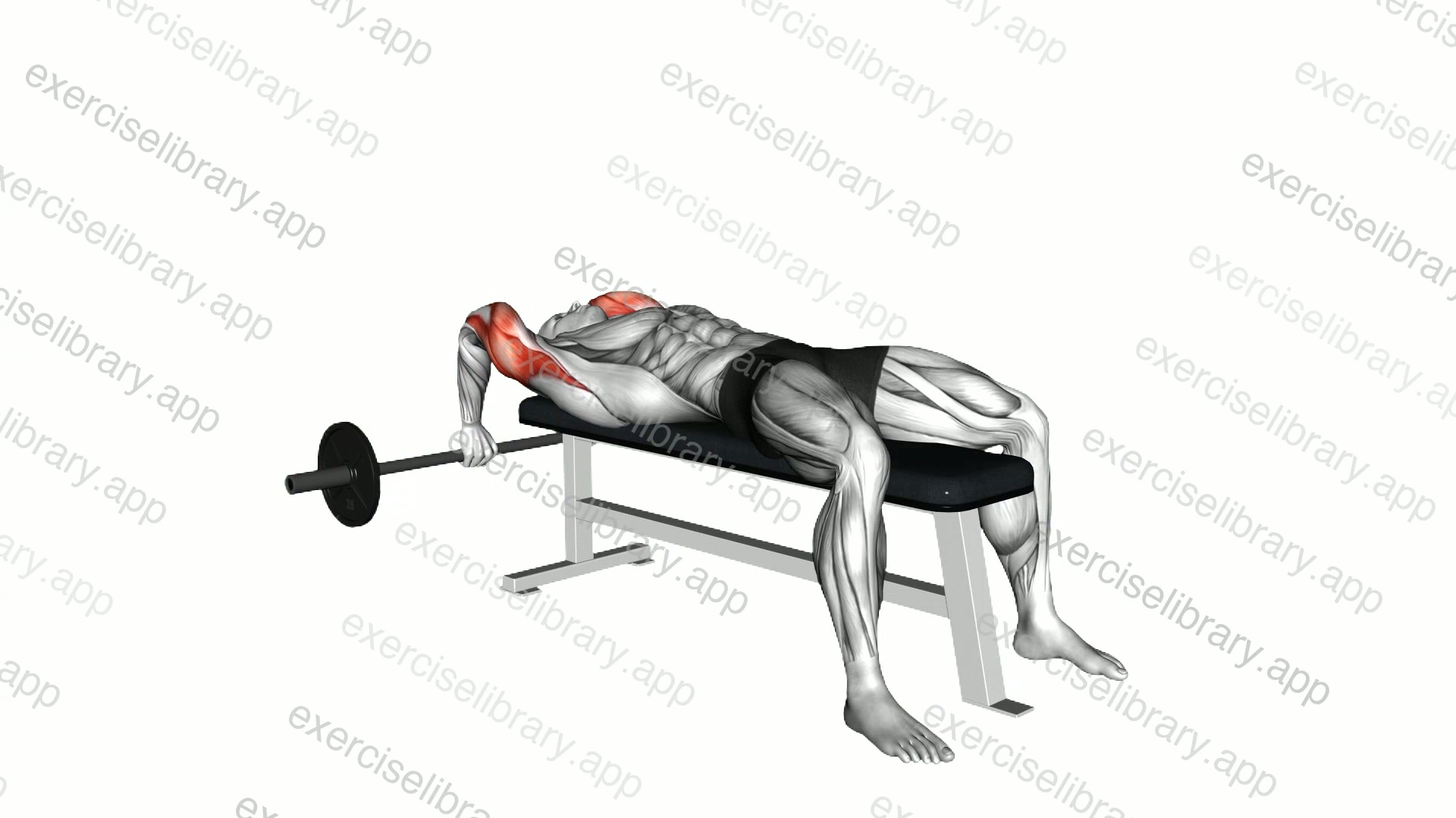 Barbell Lying Close Grip Triceps Extension demonstration