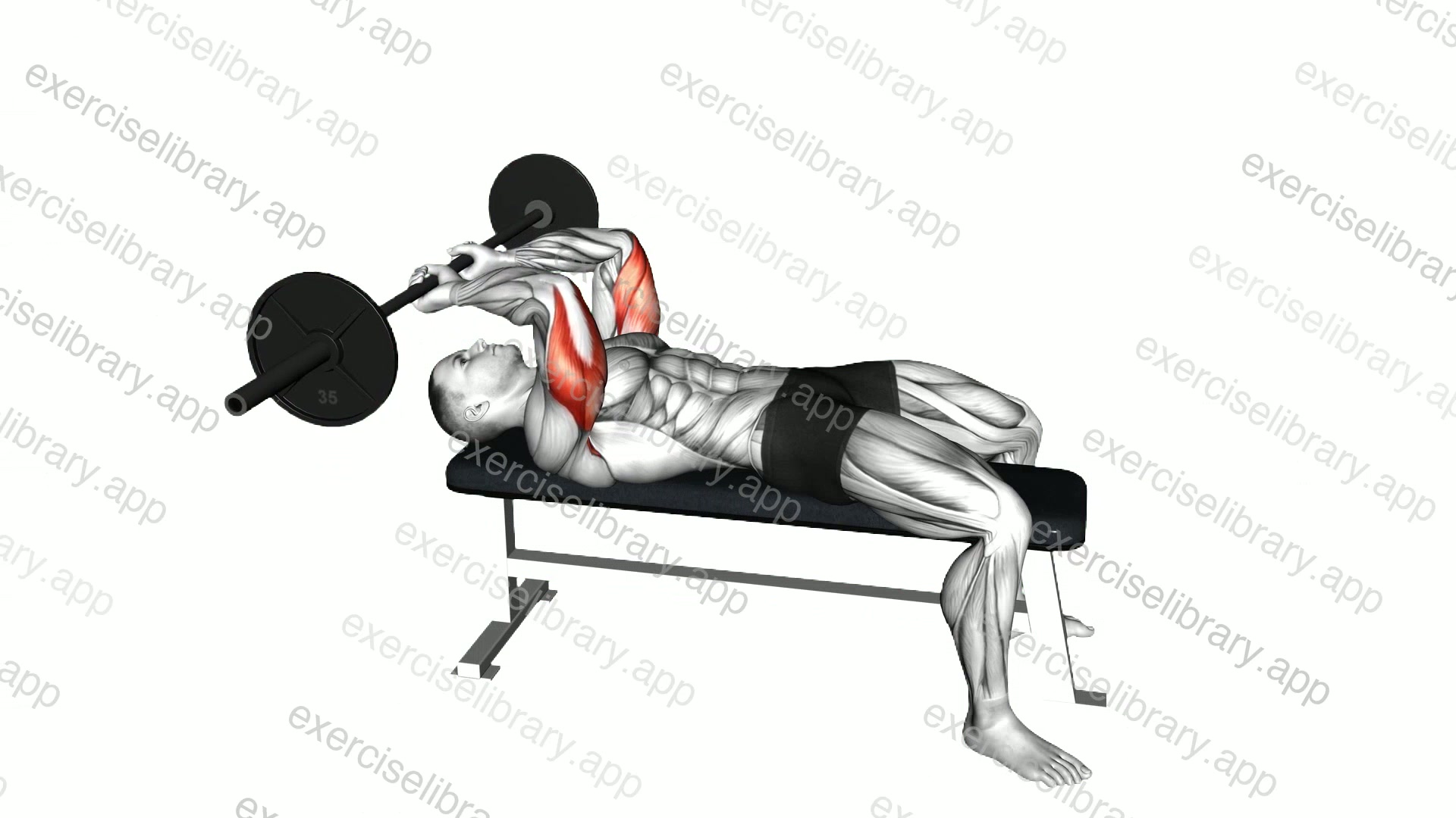 Barbell Lying Triceps Extension Skull Crusher demonstration