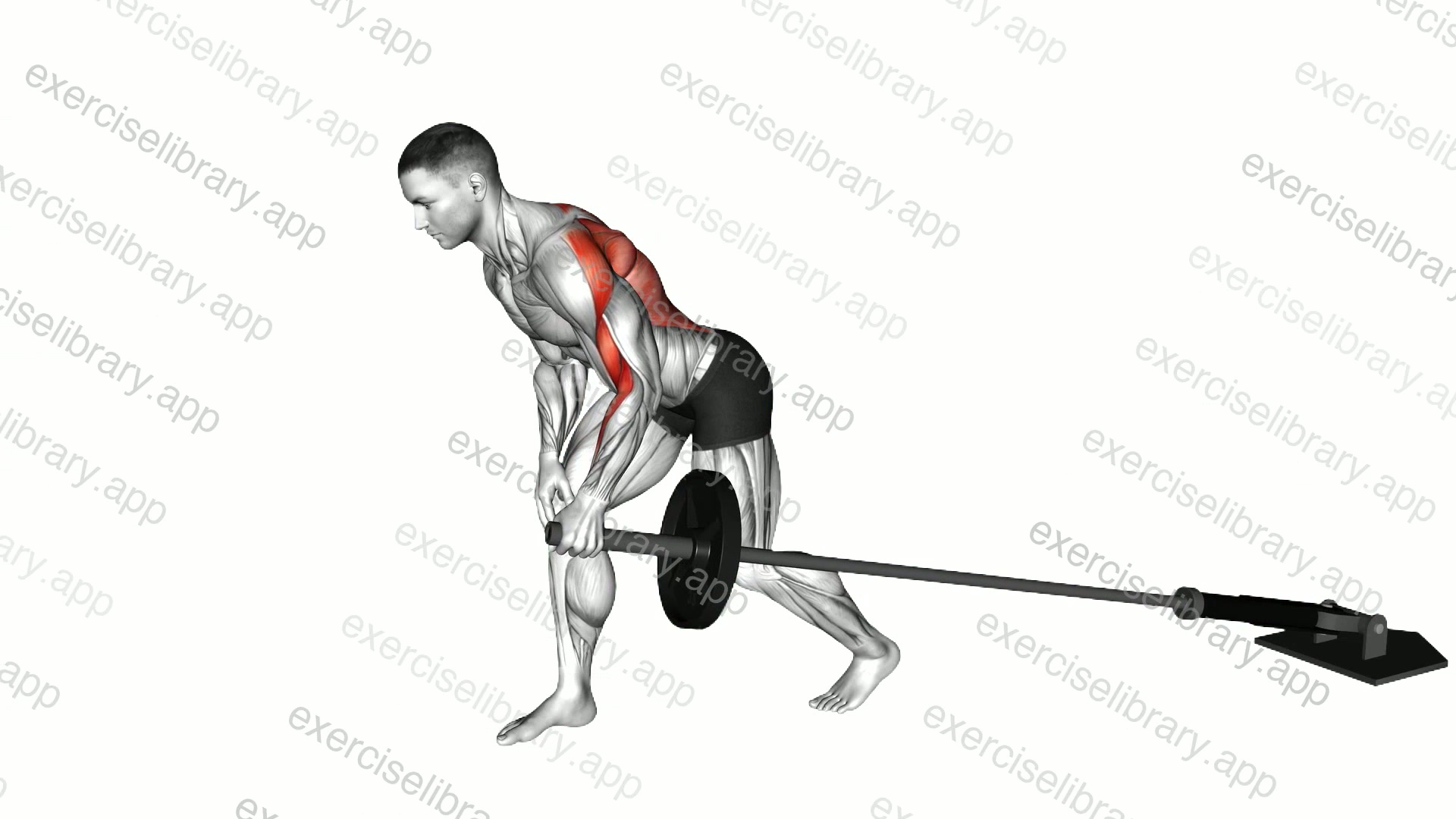 Barbell One Arm Bent over Row demonstration
