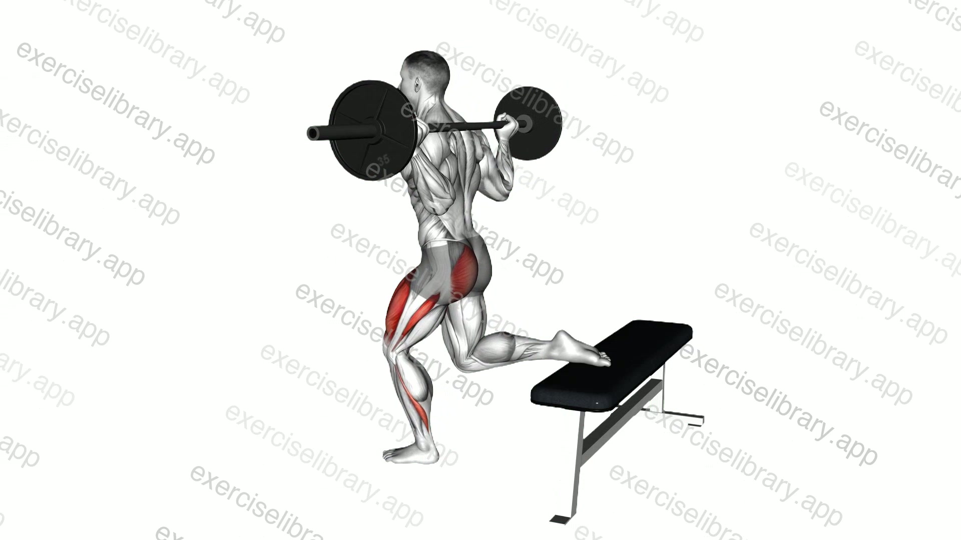 Barbell One Leg Squat demonstration