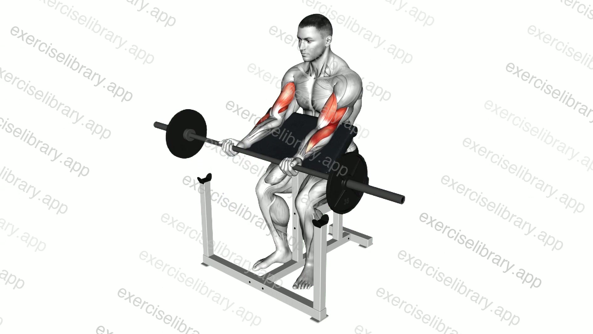 Barbell Preacher Curl demonstration