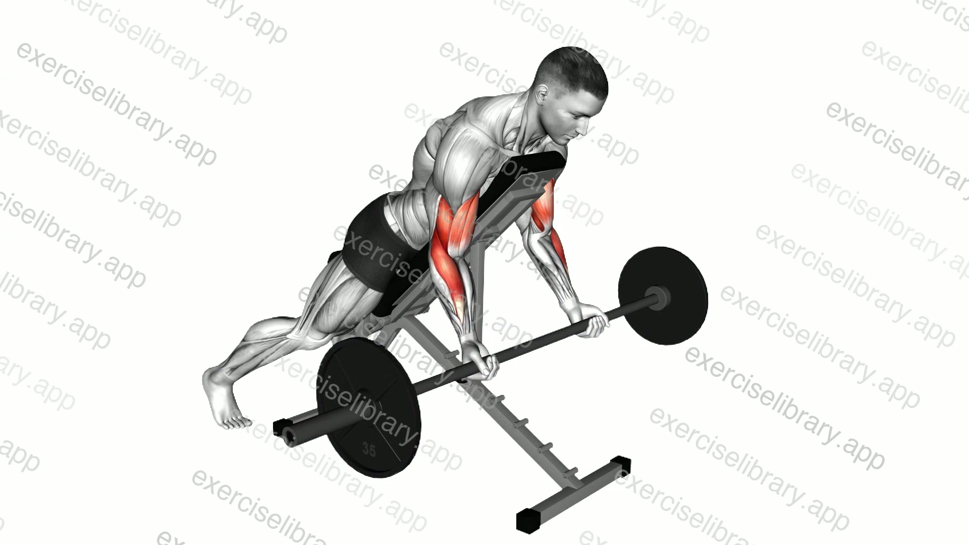 Barbell Prone Incline Curl demonstration