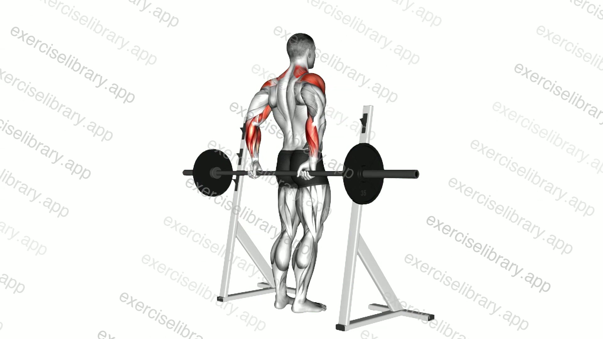 Barbell Rear Delt Raise demonstration