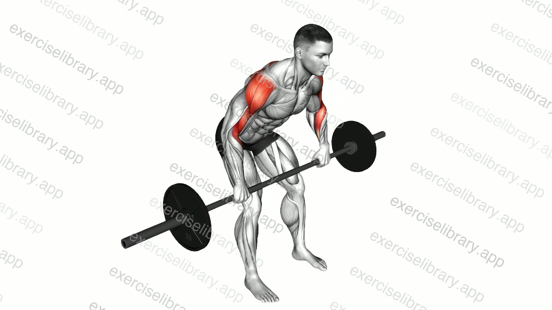 Barbell Rear Delt Row demonstration
