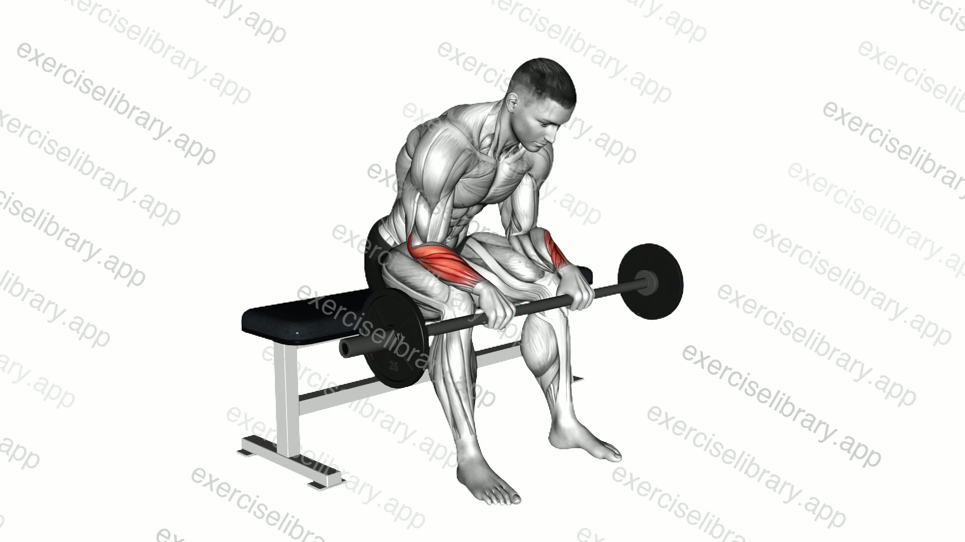 Barbell Revers Wrist Curl demonstration