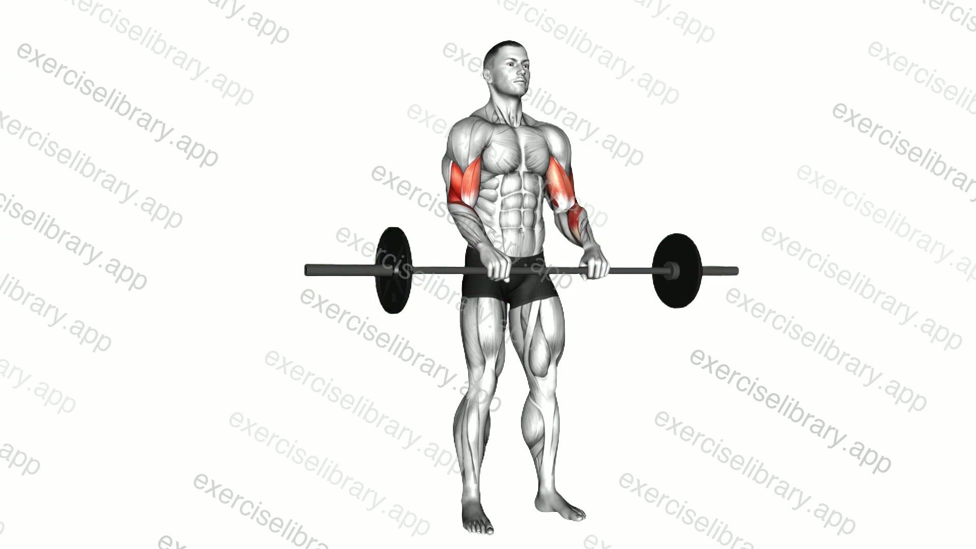 Barbell Reverse Curl demonstration