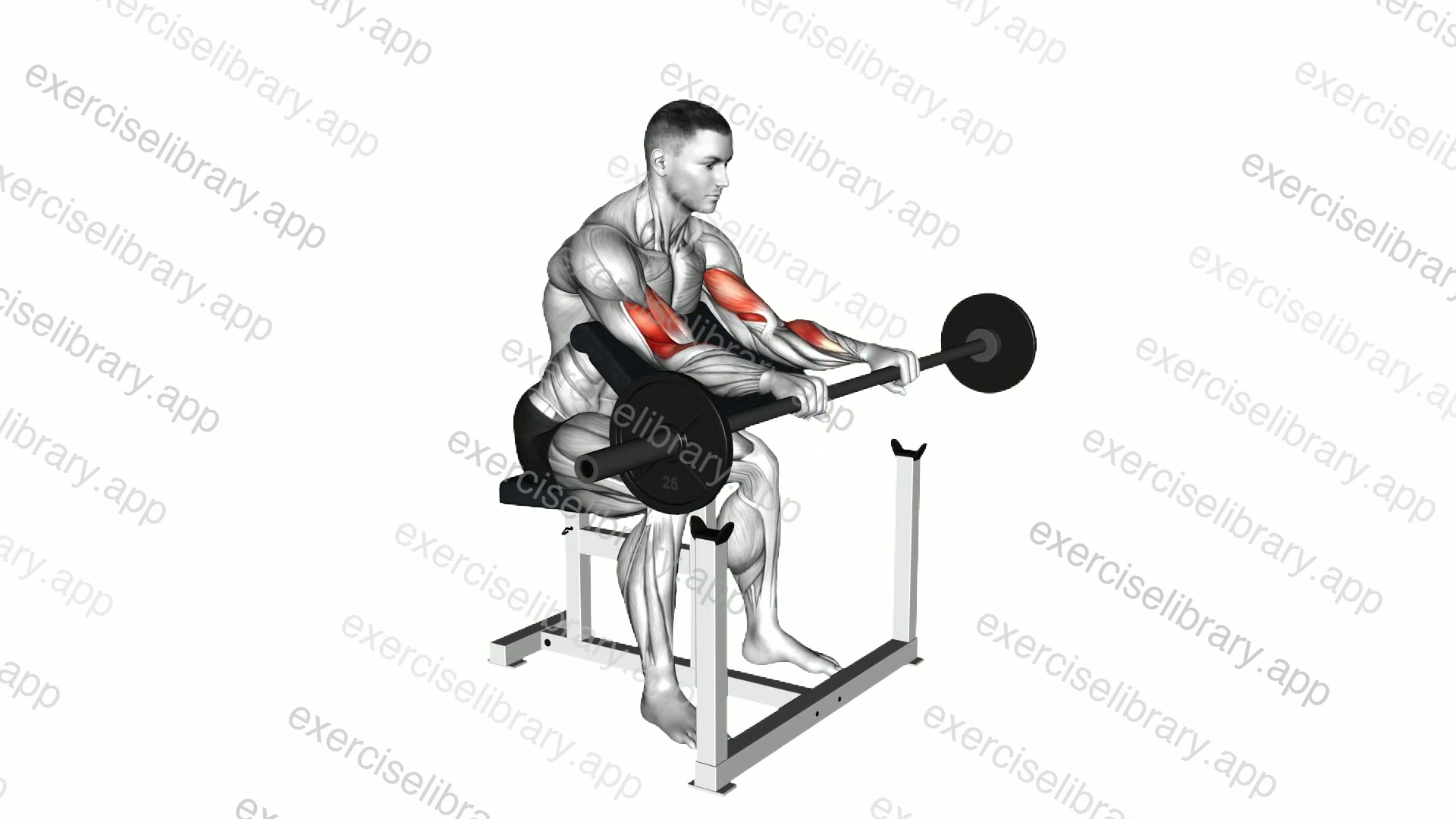 Barbell Reverse Preacher Curl demonstration