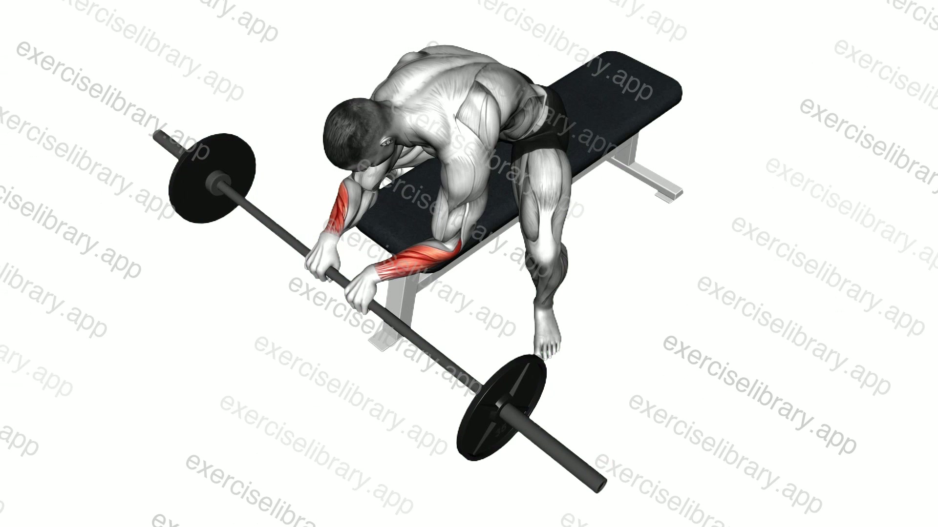 Barbell Reverse Wrist Curl demonstration