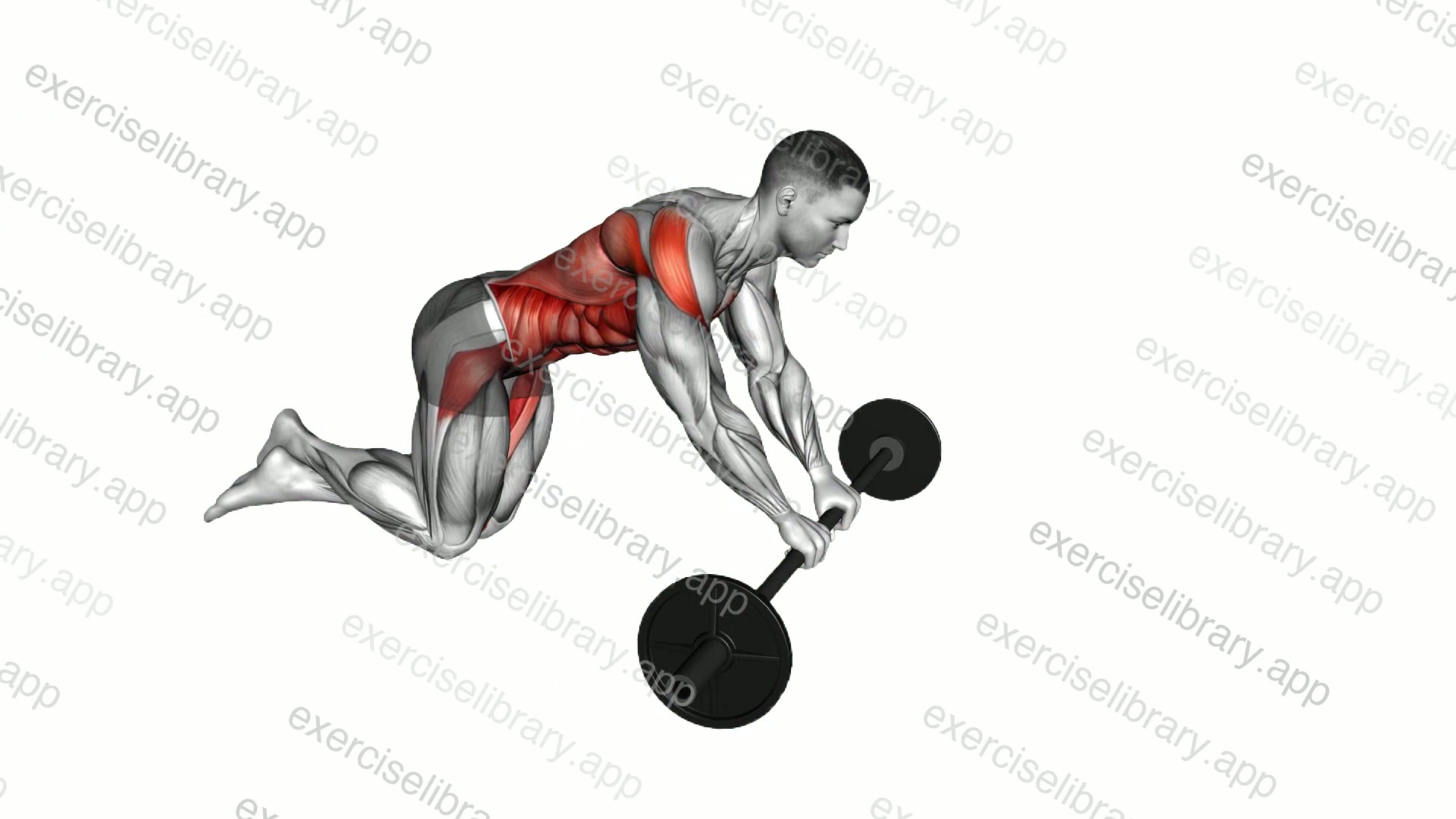 Barbell Rollout demonstration