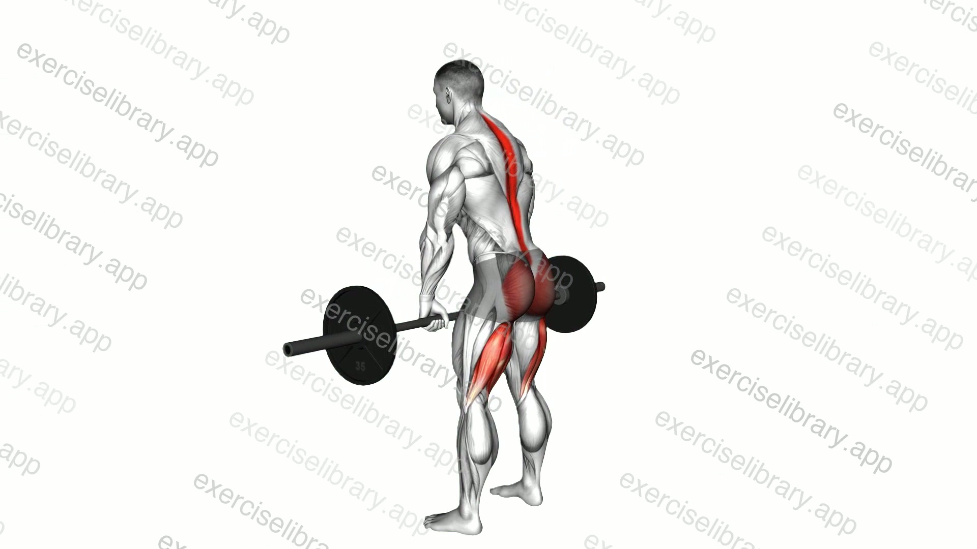 Barbell Romanian Deadlift demonstration