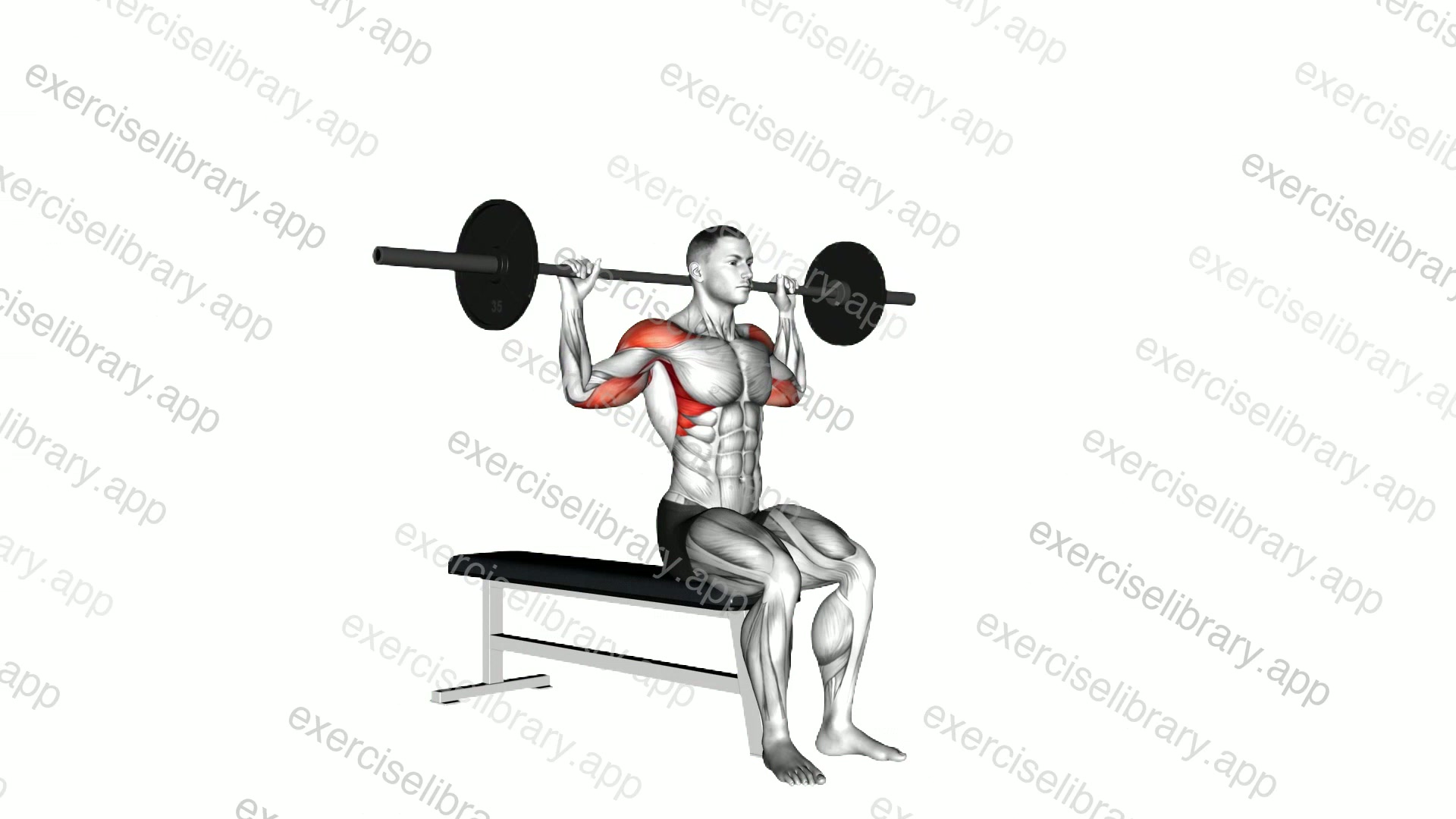 Barbell Seated Behind Head Military Press demonstration