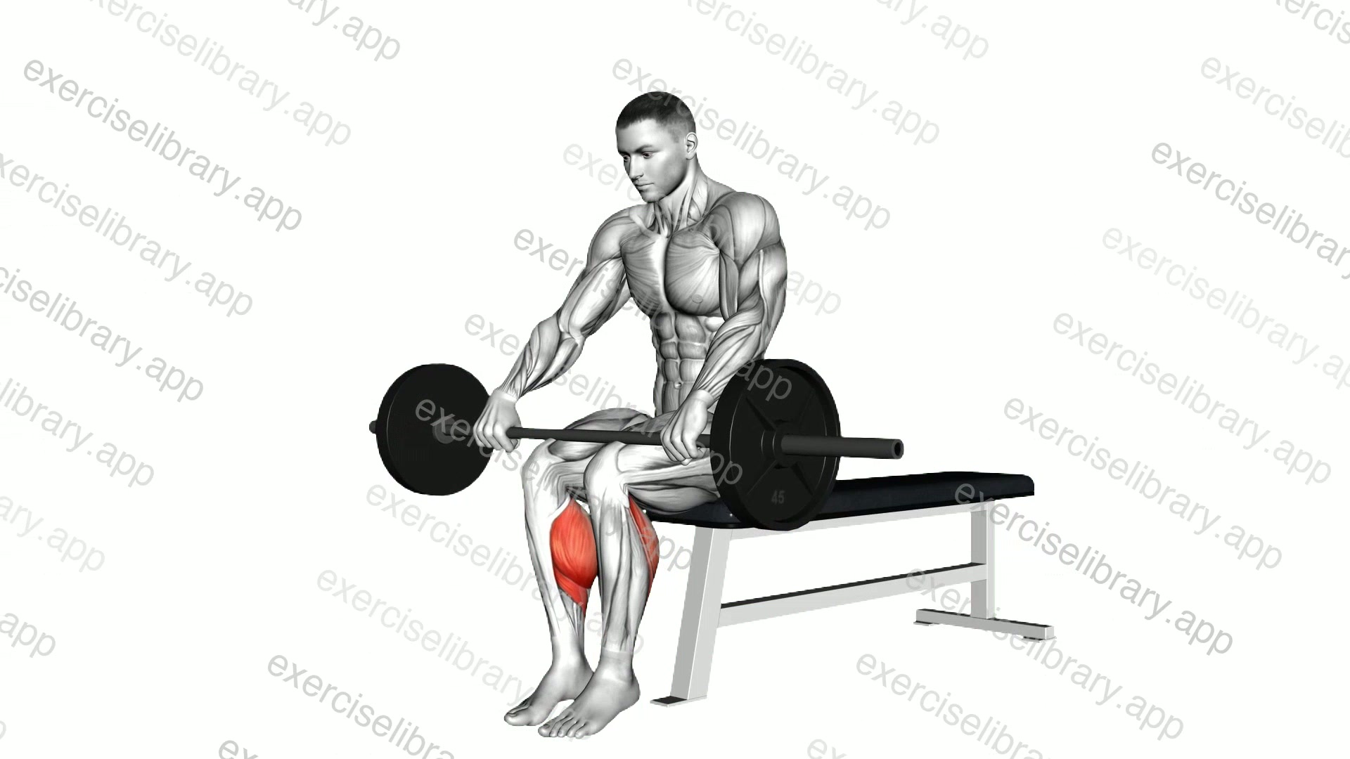 Barbell Seated Calf Raise demonstration