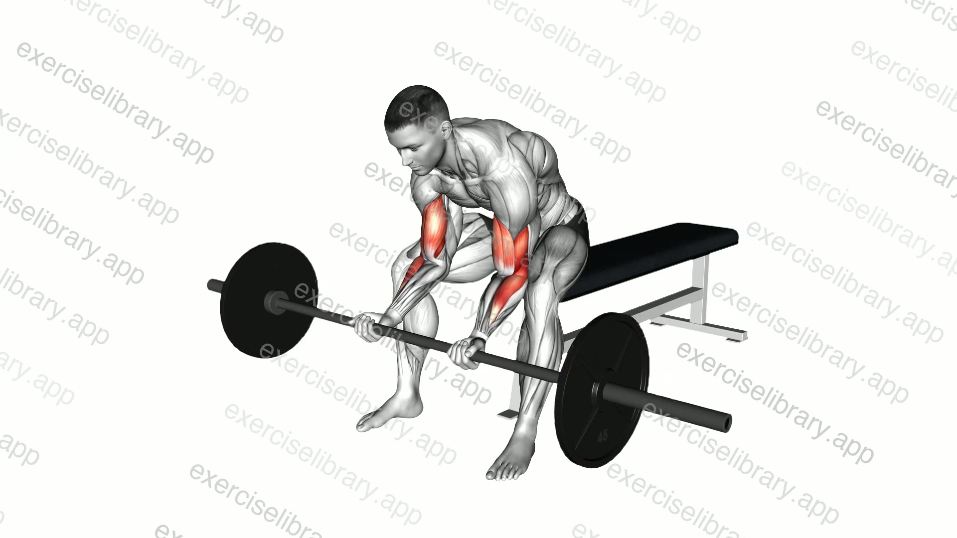 Barbell Seated Close grip Concentration Curl demonstration