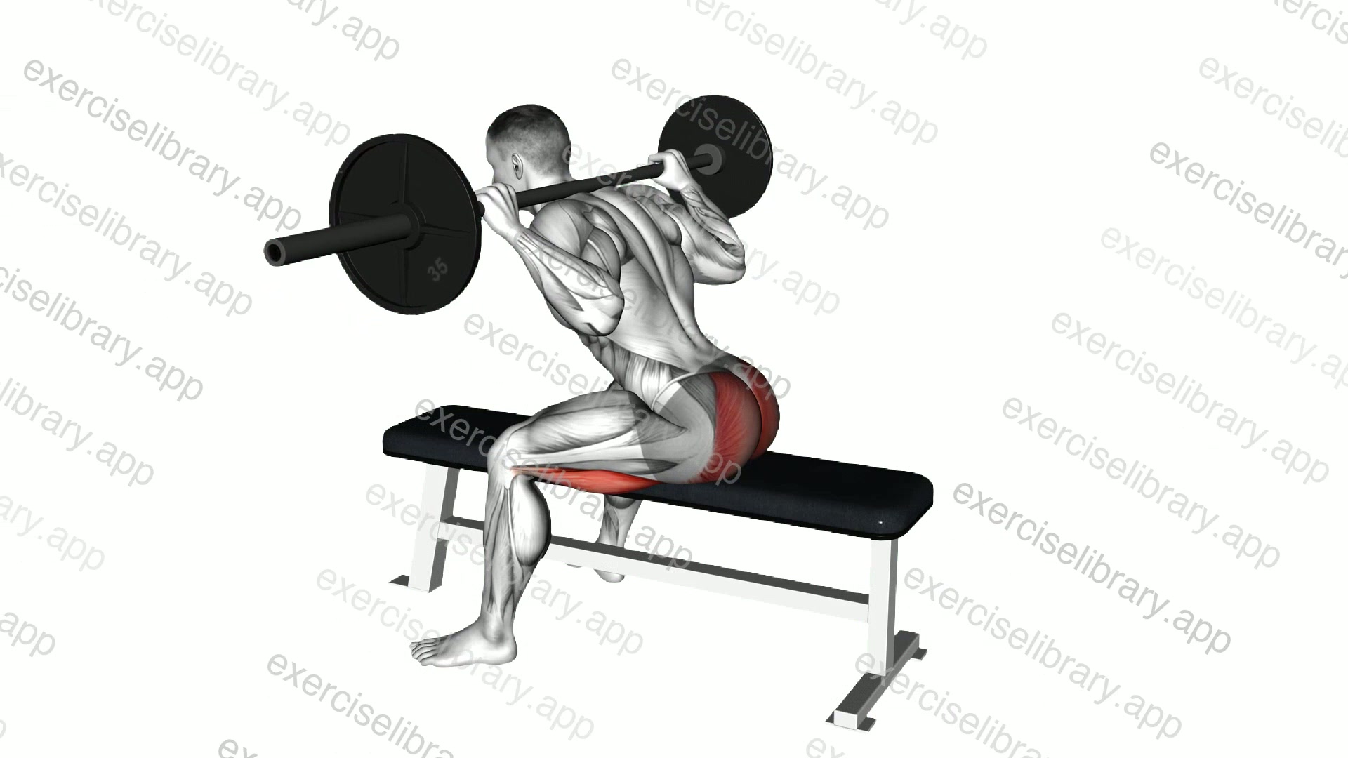 Barbell Seated Good morning demonstration