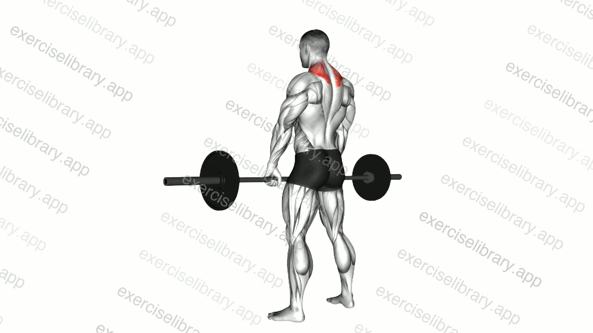 Barbell Shrug demonstration
