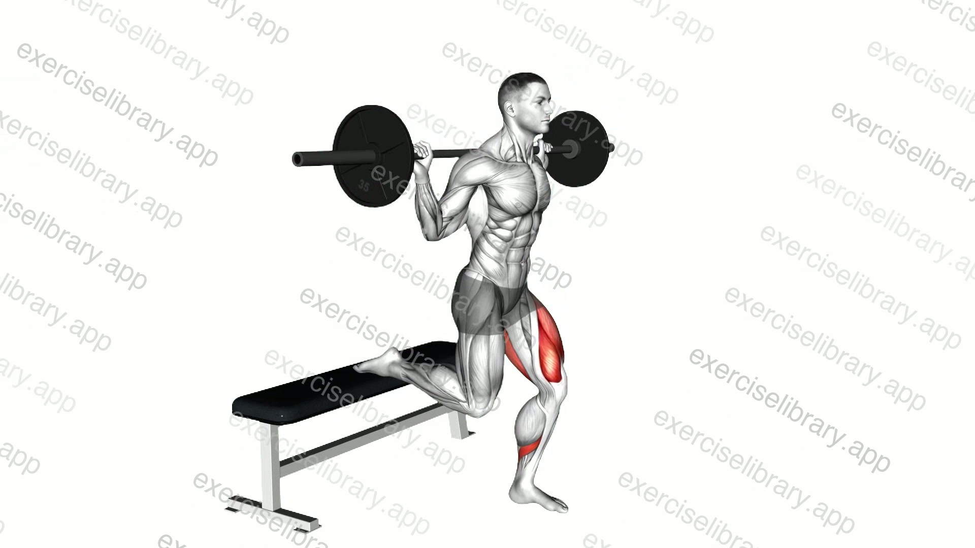 Barbell Single Leg Split Squat demonstration