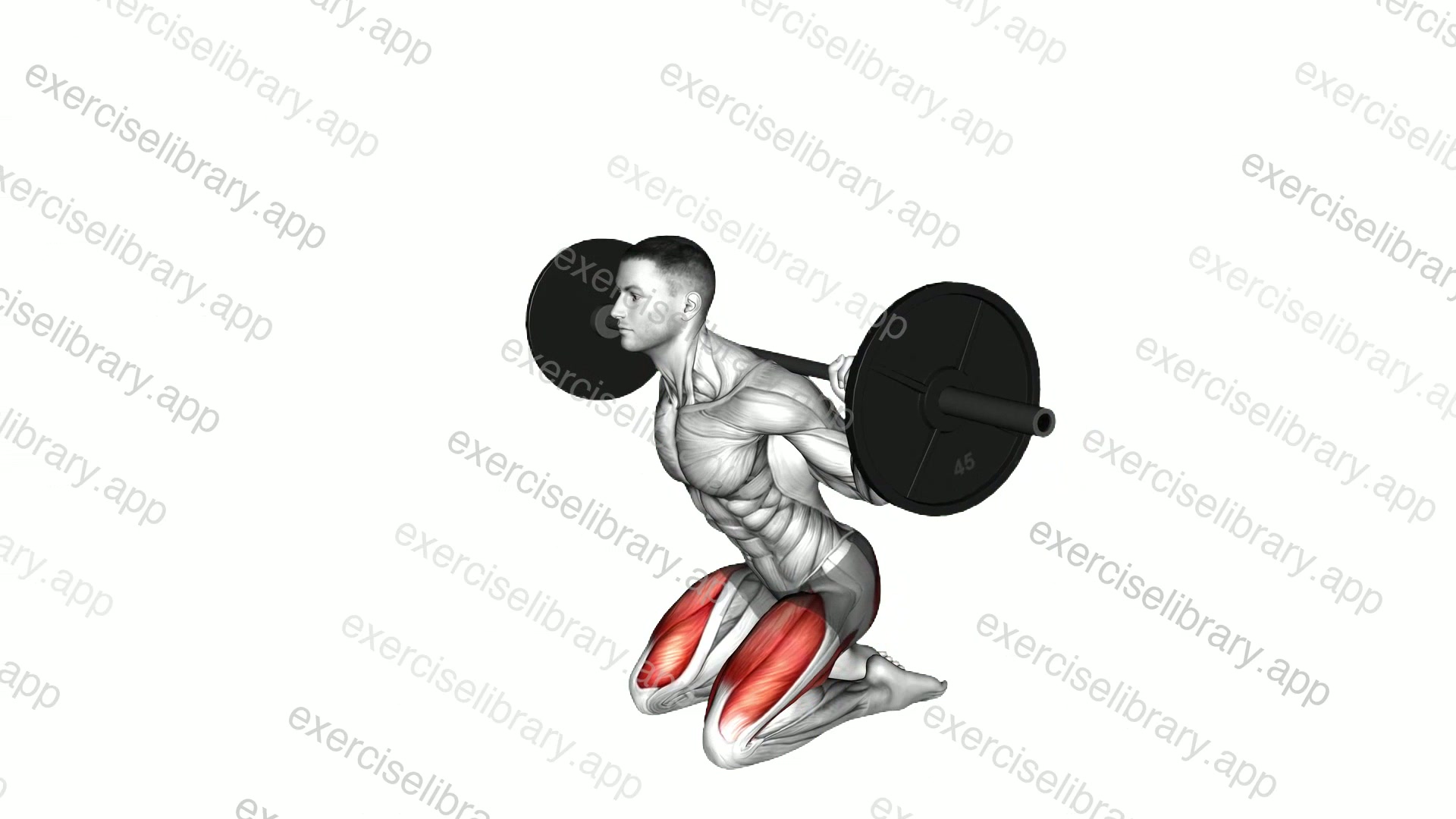 Barbell Squat demonstration
