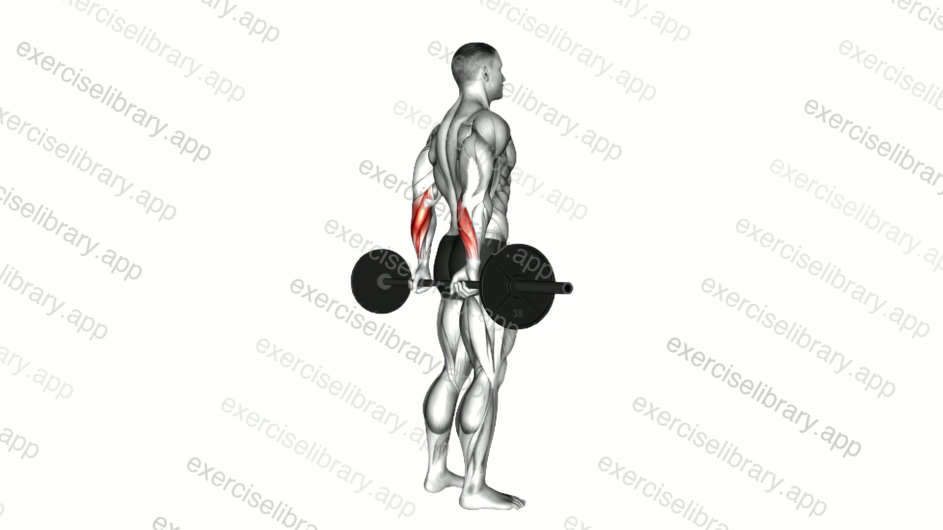 Barbell Standing Back Wrist Curl demonstration