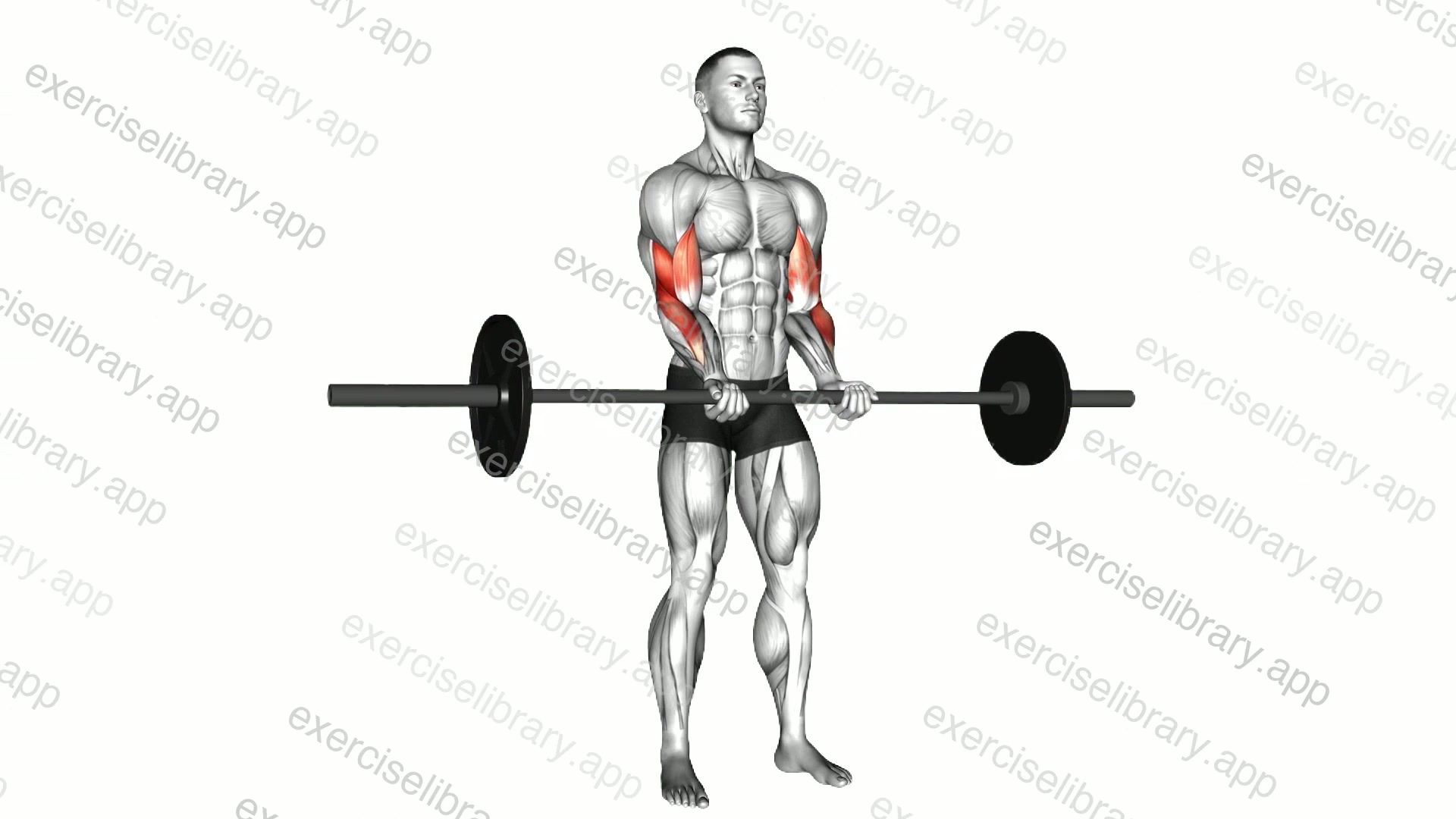 Barbell Standing Close Grip Curl demonstration