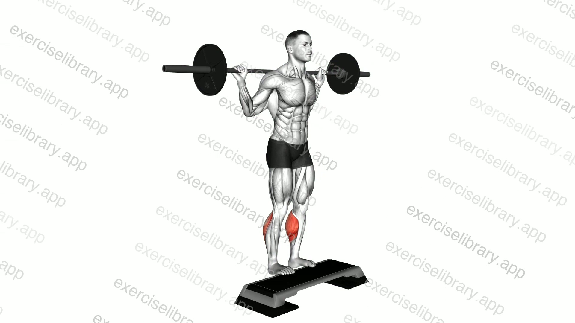 Barbell Standing Leg Calf Raise demonstration