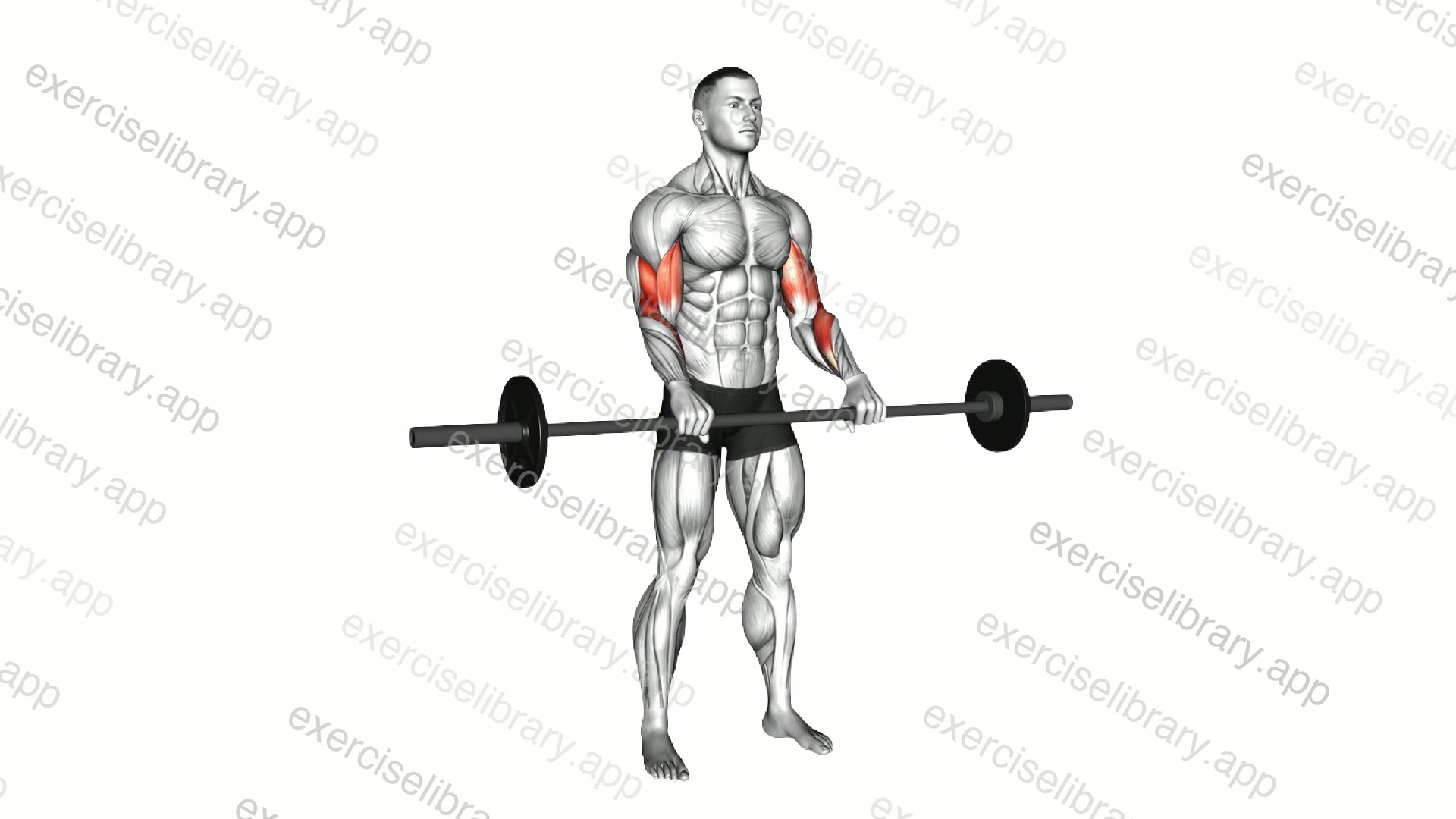Barbell Standing Reverse Grip Curl demonstration