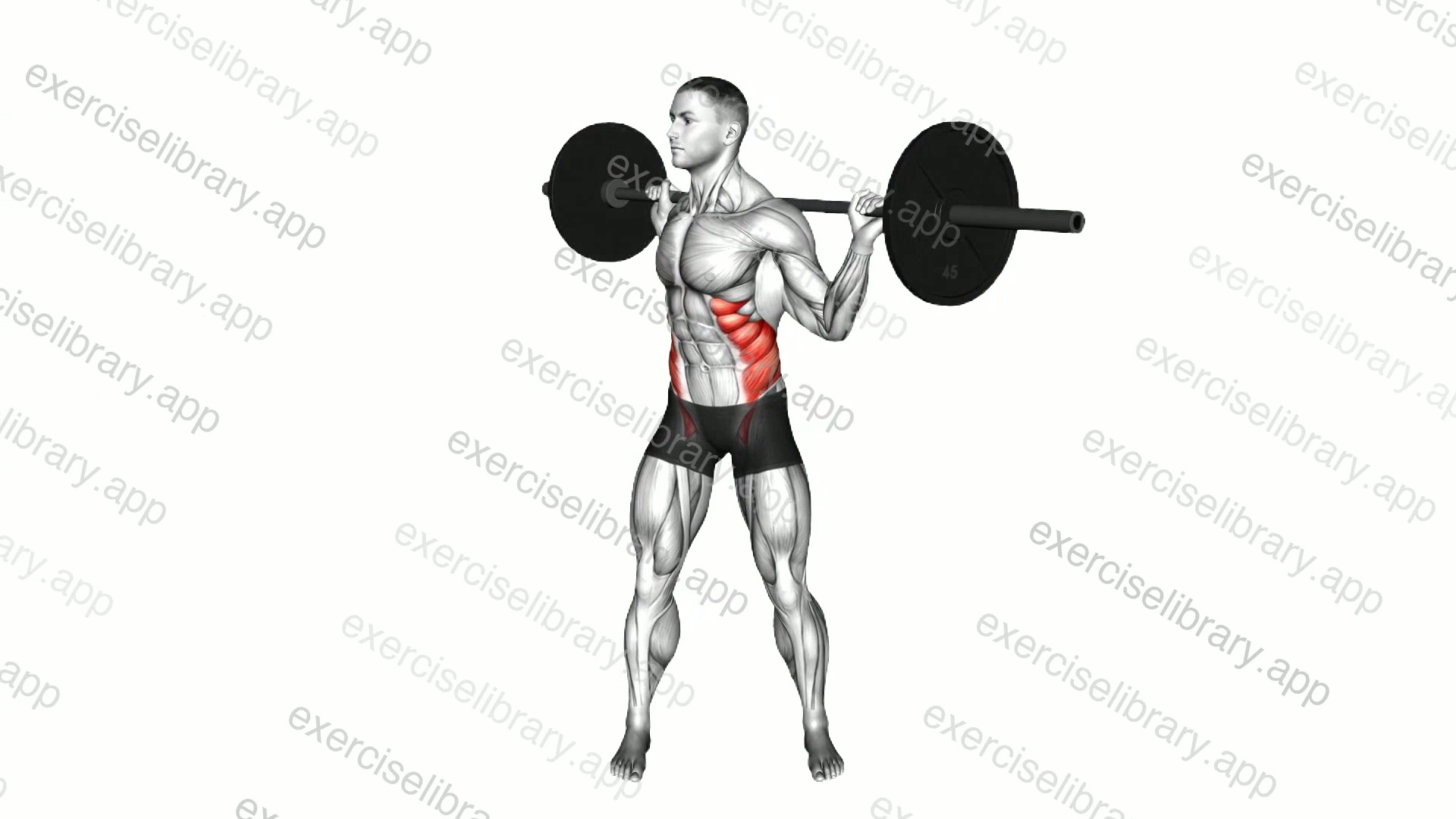 Barbell Standing Twist demonstration
