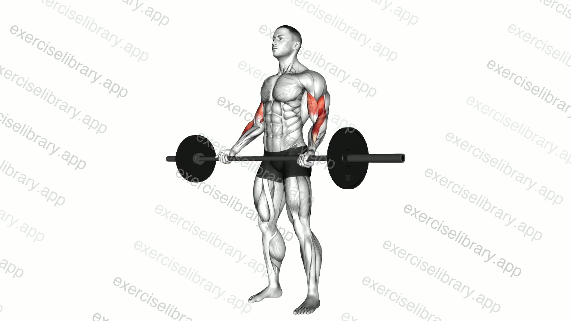 Barbell Standing Wide grip Curl demonstration