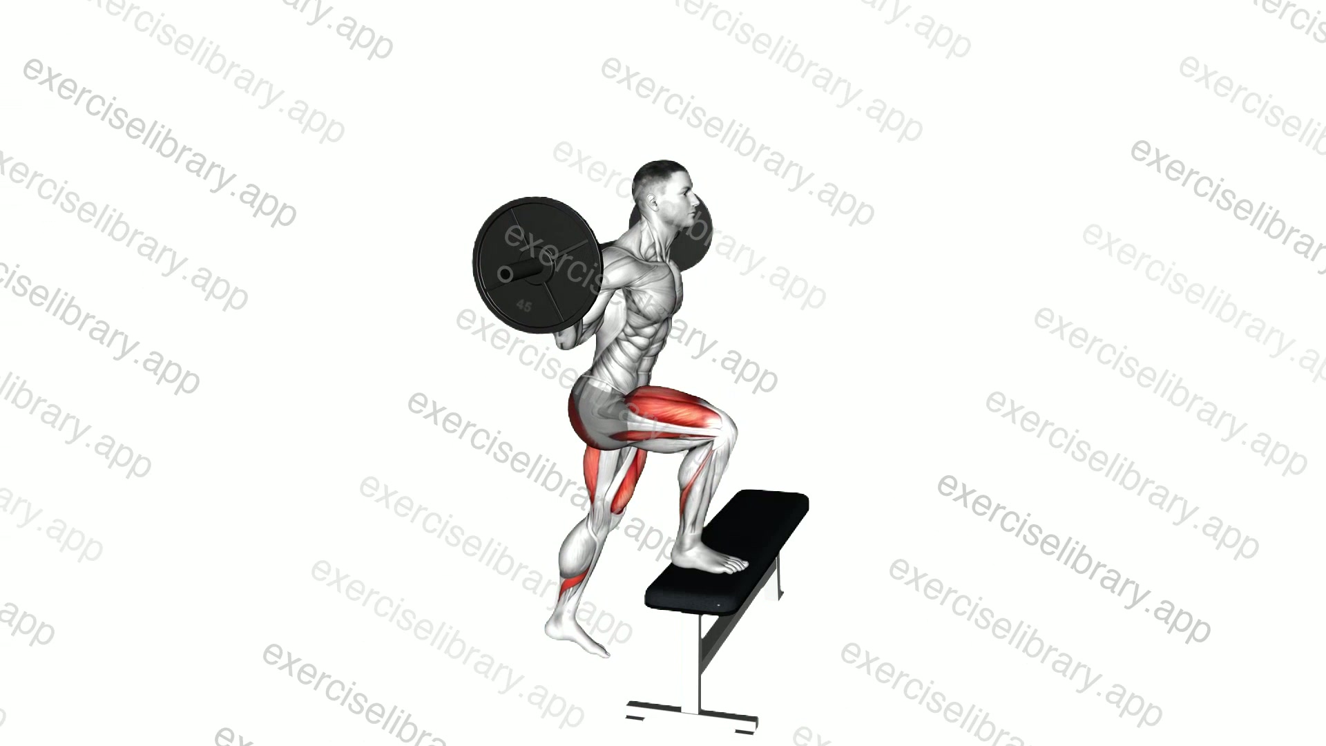 Barbell Step-up demonstration