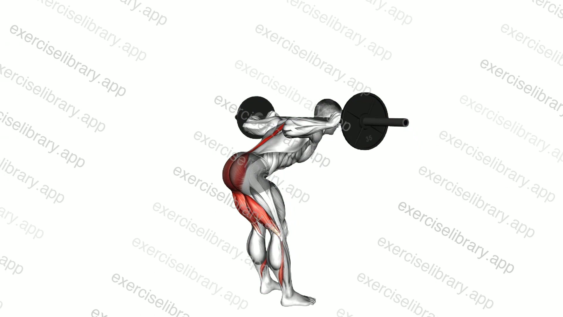 Barbell Stiff Leg Good Morning demonstration