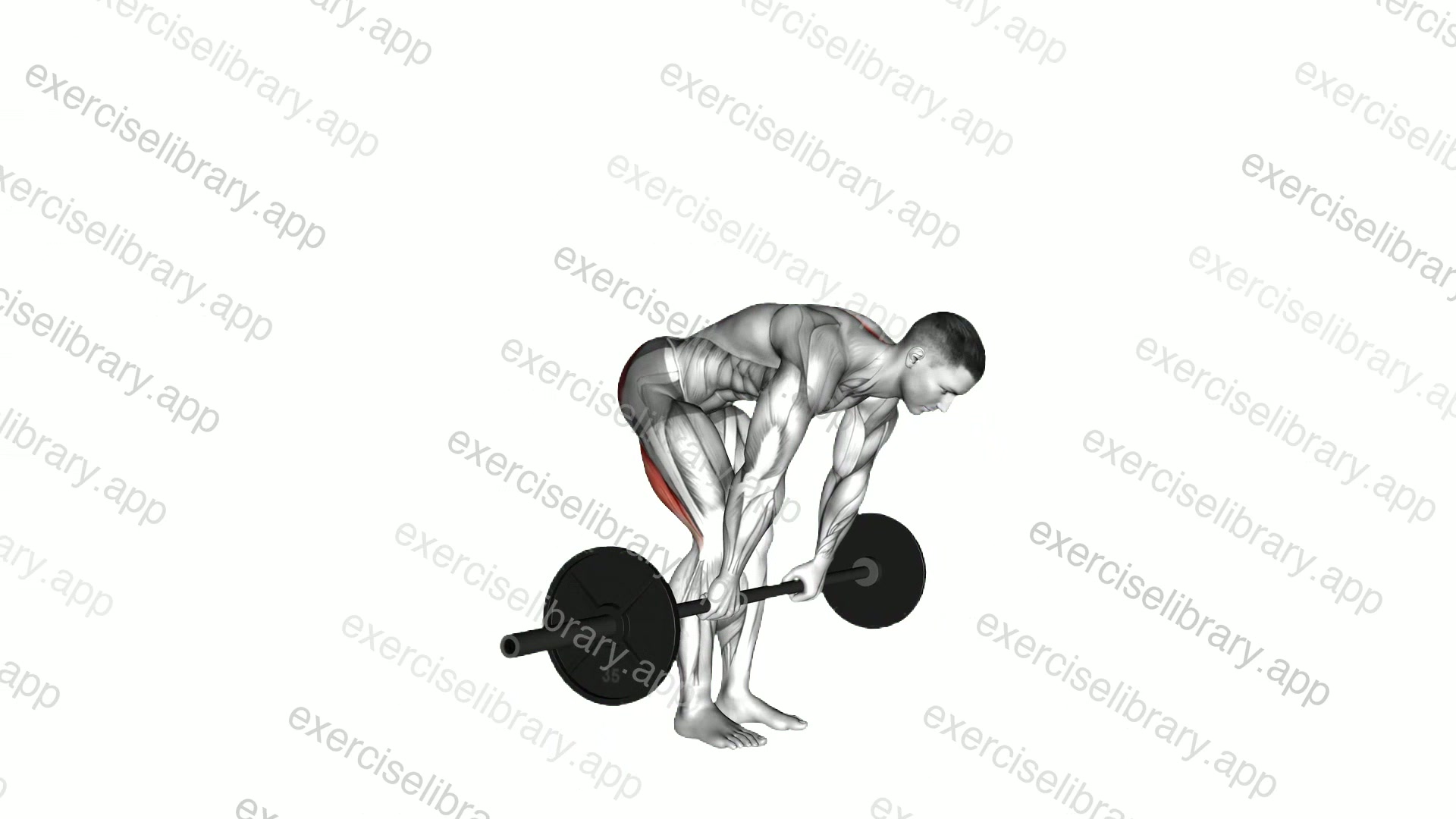 Barbell Straight Leg Deadlift demonstration
