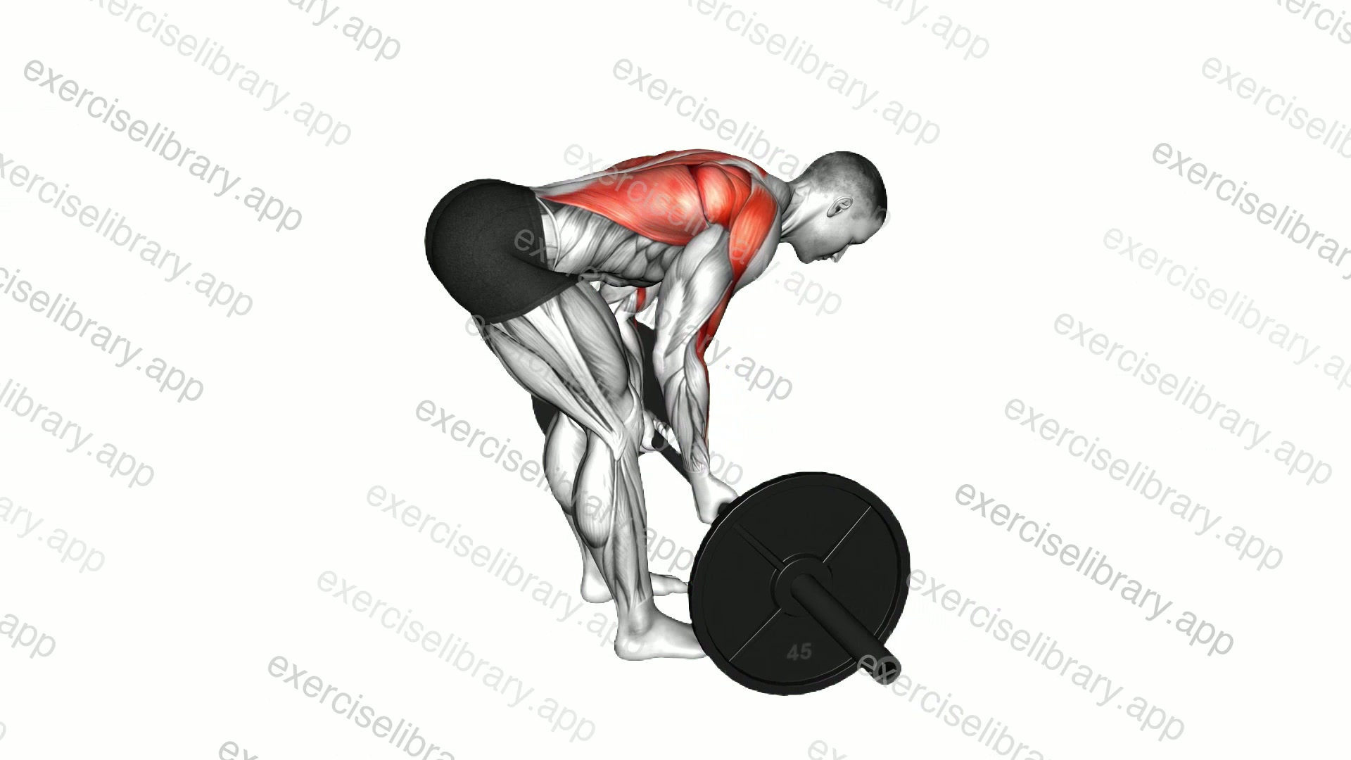 Barbell Reverse Grip Bent Over Row demonstration