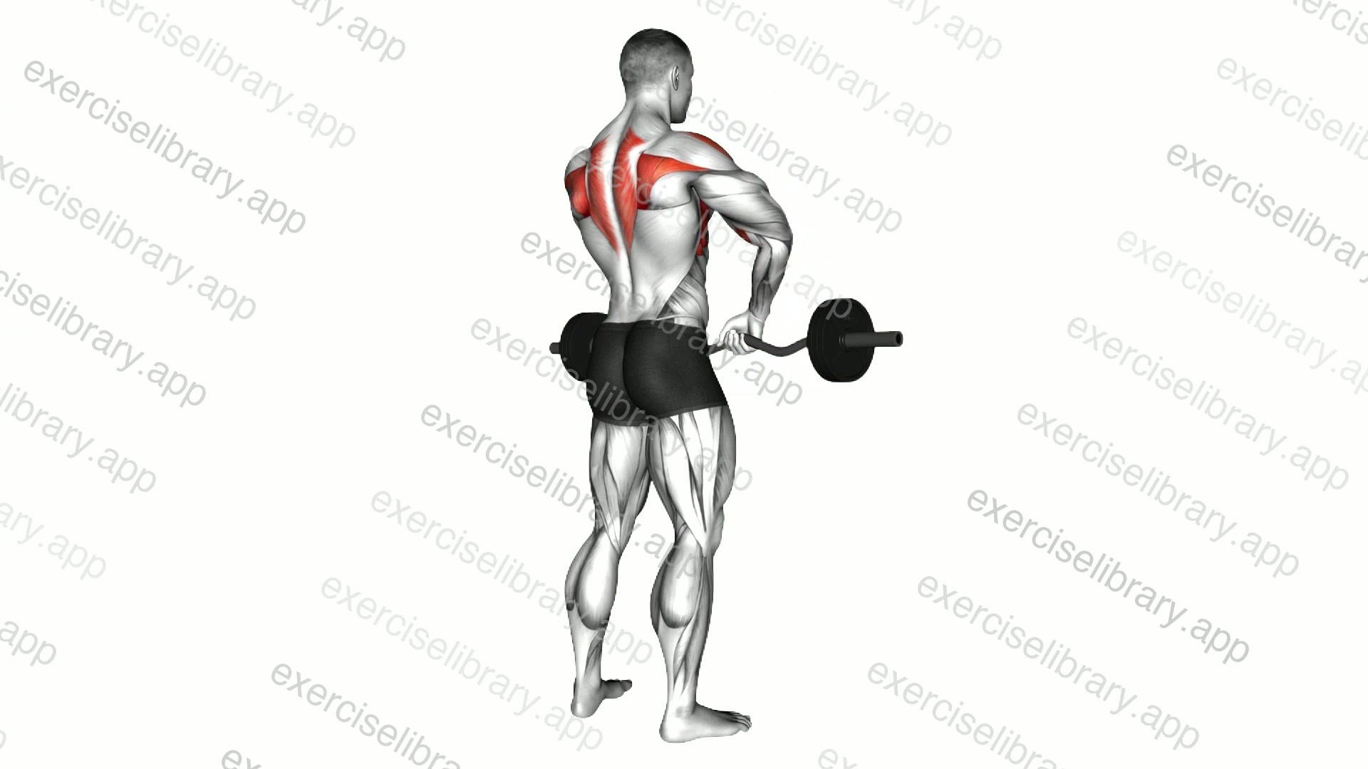Barbell Upright Row demonstration
