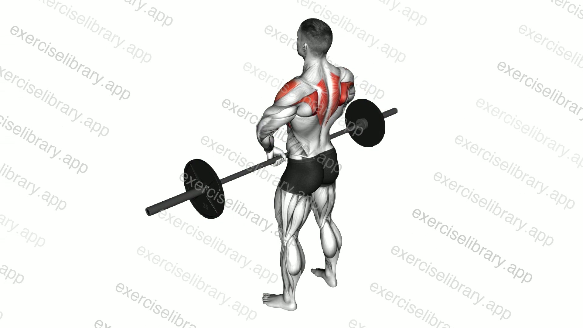 Barbell Upright Row demonstration