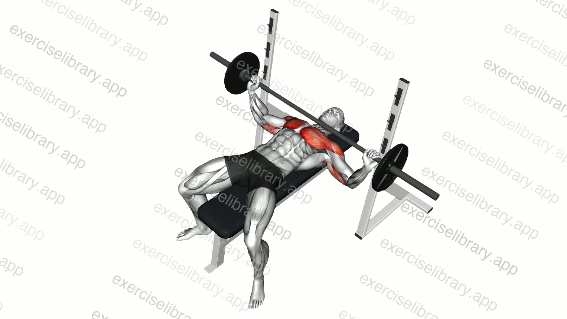 Barbell Wide Bench Press demonstration
